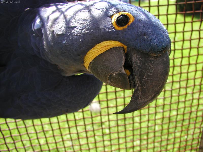 Foto: ara Hyacint-Kuba