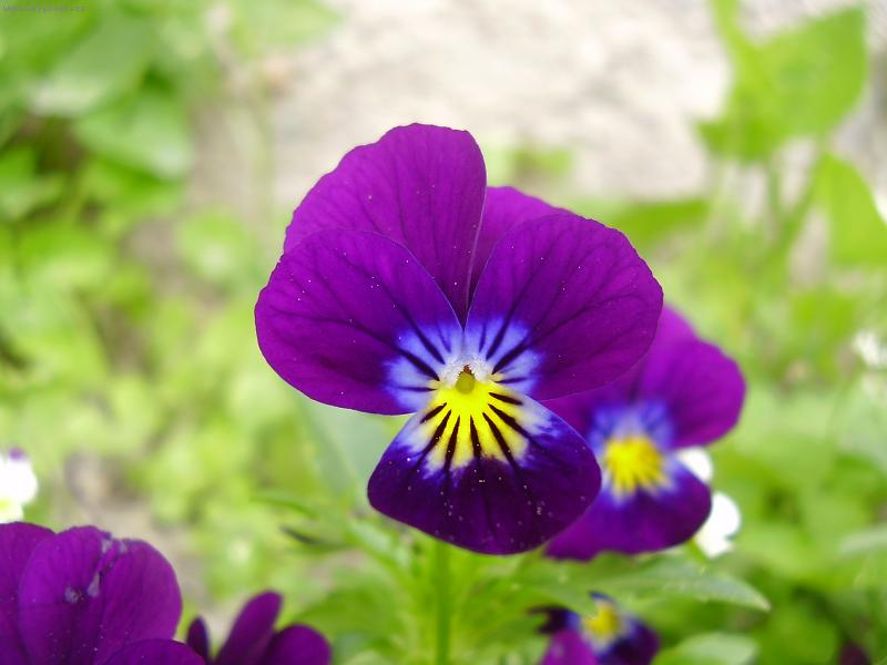 Foto: Mace�ka ze zahr�dky-Mace�ka