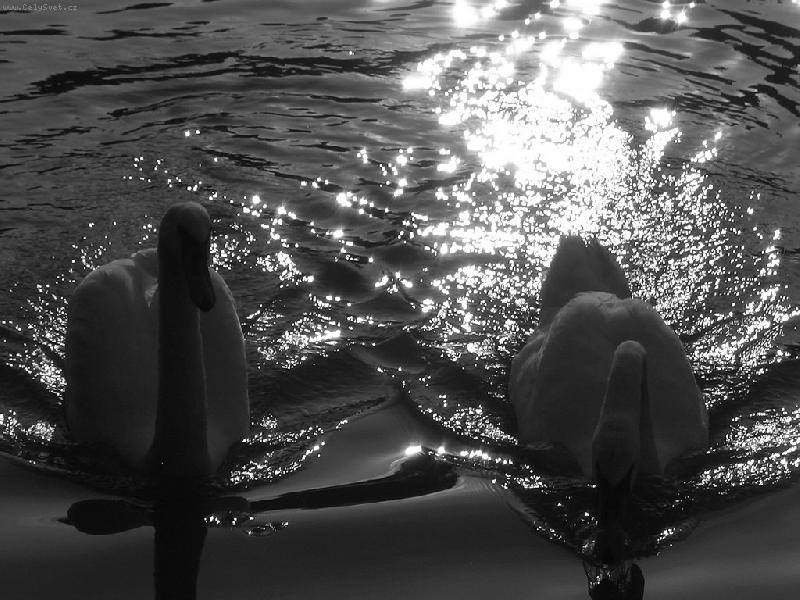 Foto: Labut� na Dyji