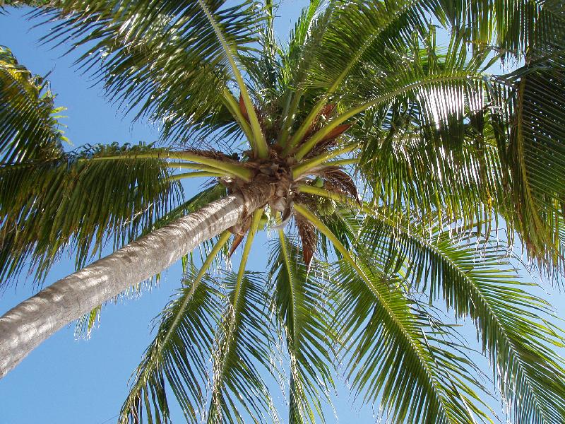 Foto: Florida-klid pod palmou