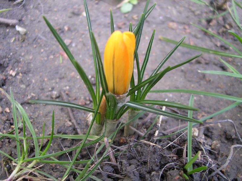 Foto: Krokusek-nov� na ja�e