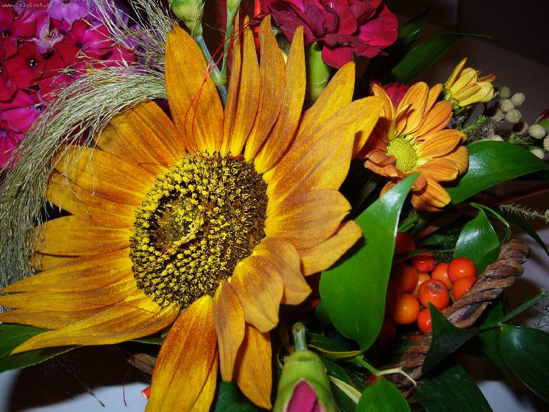 Foto: kyti�ka k narozenin�m :)