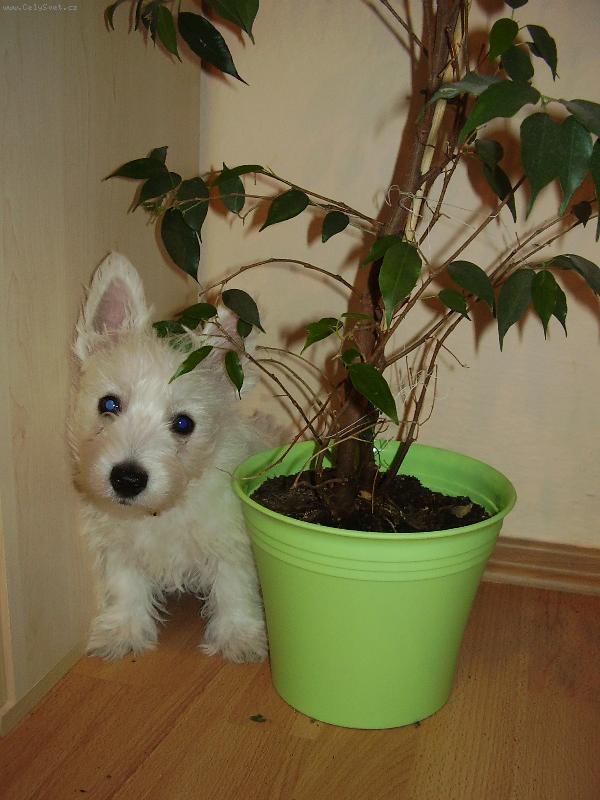 Foto: kuli�ka-zelen� r�j pohody