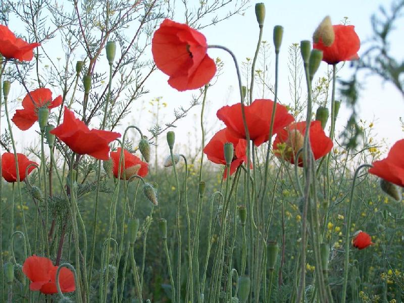 Foto: Makov� pole-kr�sa barev