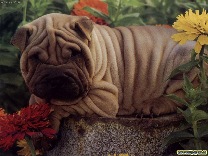 Foto: Bob�k a Terezka,ps�ci m� kamar�dky