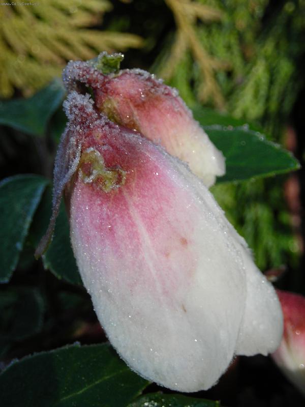 Foto: �eme�ice-Mraziv� r�no