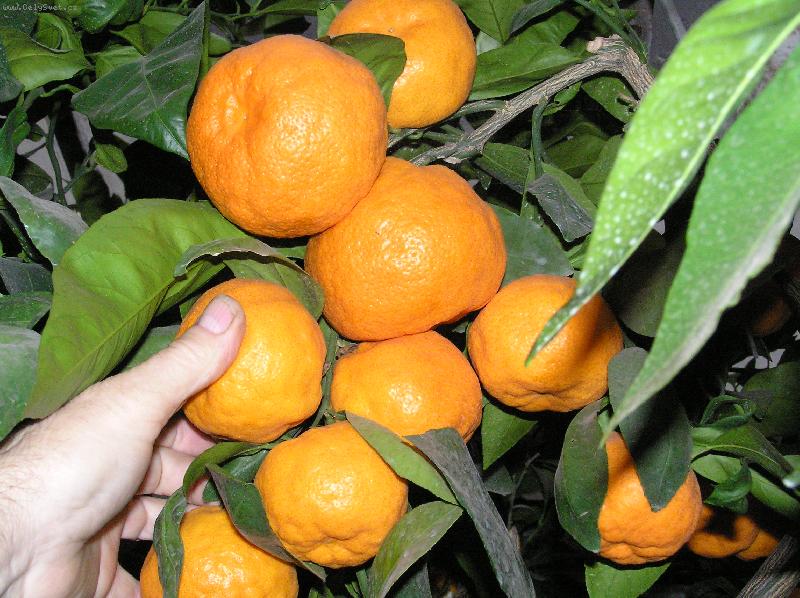 Foto: Ze sklen�ku-�roda mandarinek