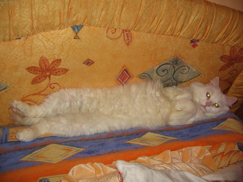 Foto: Buddy-B�l� kocour RELAXUJE