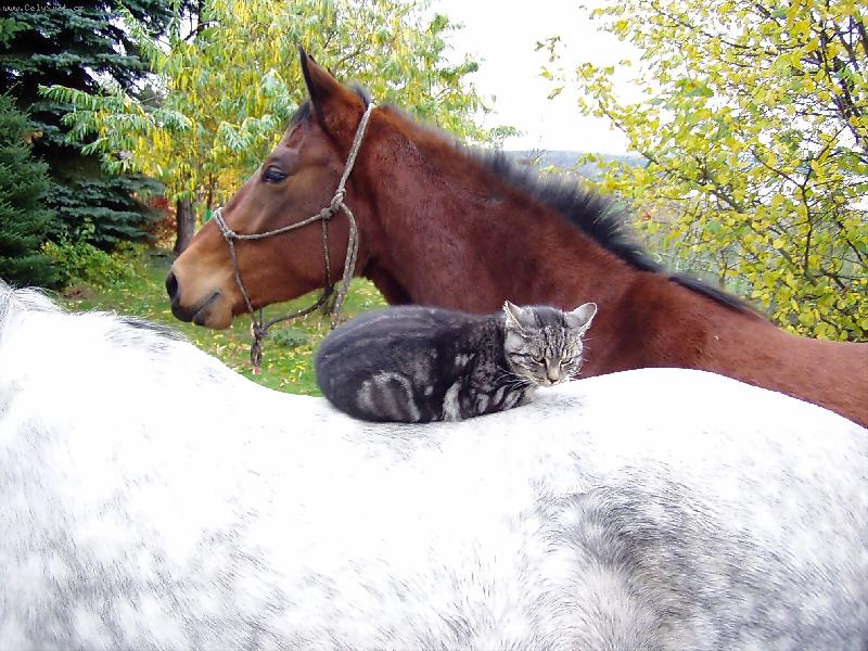 Foto: Nejkr�sn�j�� pohled je z ko�sk�ho h�betu (nav�c to odspoda h�eje)!-N� Tyg��k si na�el nov� m�sto na span�.