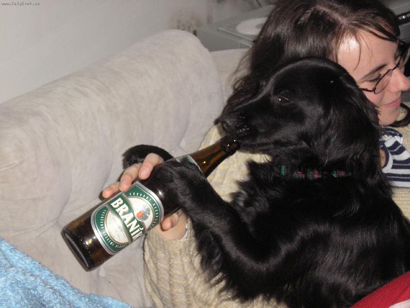 Foto: N� Matou� alkoholik-N� pejsek prost� v�, co je dobr�