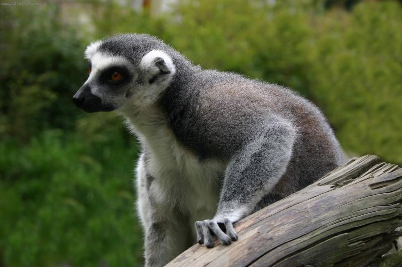 Foto: Lemur kata-Zoo Zl�n 2006