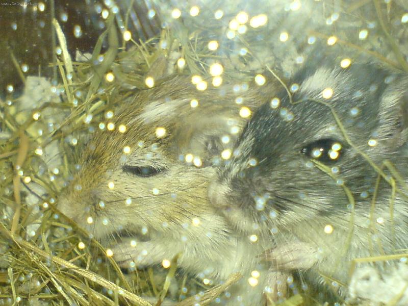 Foto: Black a Nio-To uz je rano....jeste chvilku