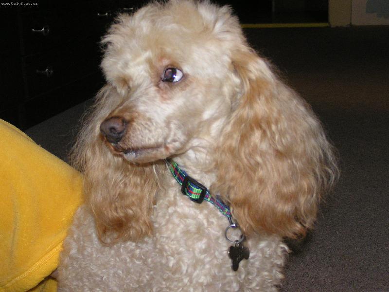 Foto: Endy-Endy z Hradce zdrav� Endyho fe��ka :)