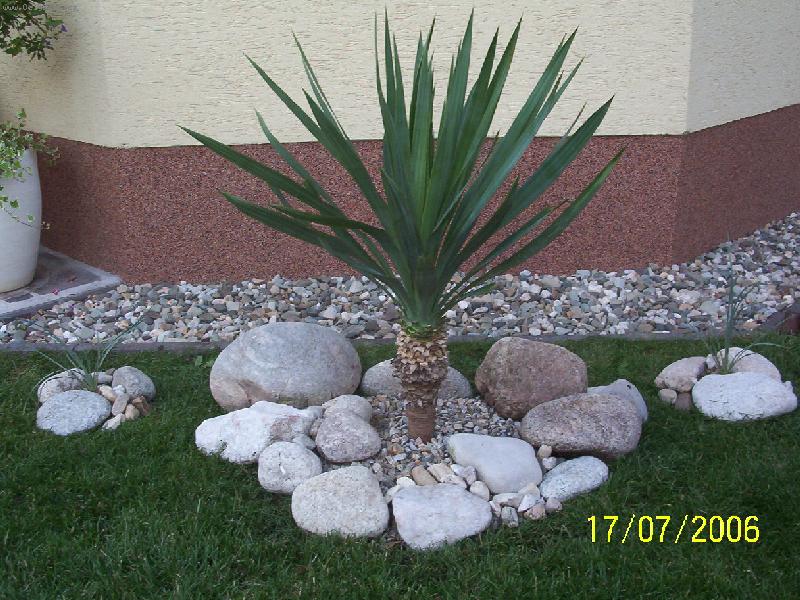 Foto: Mrazuodoln� Juky-Tak i v na�ich podm�nk�ch jde p�stovat mrzuodoln� Juky.V pop�ed� Juky Glorioza a dv� men�� po stran�ch jsou juky Glauky s ov��enou mrazuodolnost� do -39�C. Jsou to ale zat�m miminka.