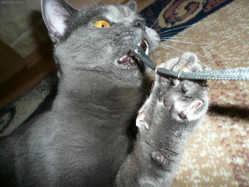 Foto: N� modr� britsk� kocourek Fido-Co um� moje dr�pky???