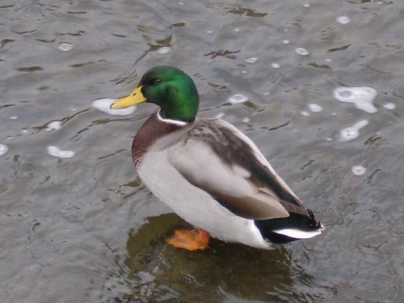 Foto: ka�er-Tak to rychle zm��kni ne� ti ulet�m za n�jakou p�knou kachni�kou !