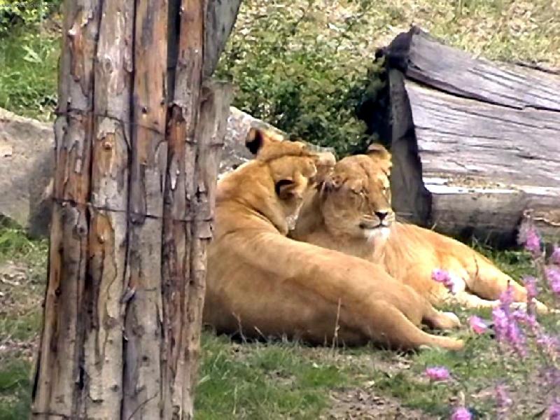 Foto: Zl�n-Jak se k sob� maj� ....z�vid�m