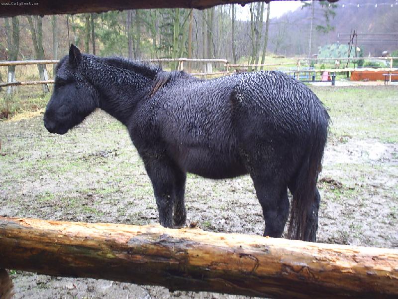 Foto: Ponny - Murphy-Trochu jsem zmokl, ale mi to neva.