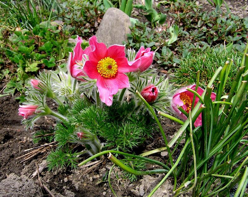 Foto: Asi koniklec-Na ja�e