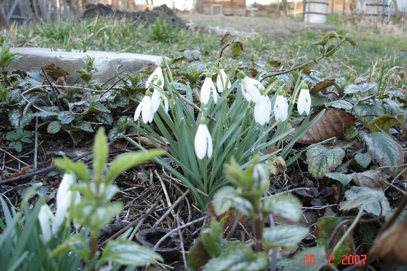 Foto: Dotek jara-b�l� pen�zky to jsou sn�enky