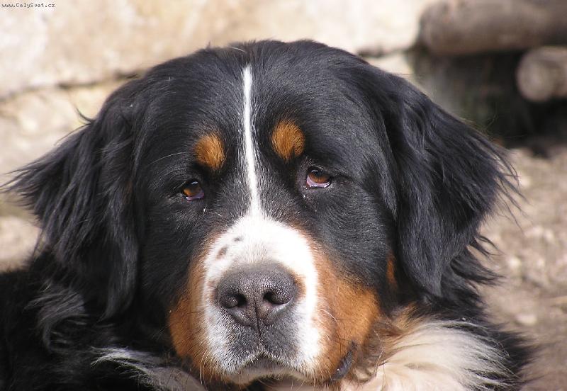 Foto: Conie-L�n� kuku�