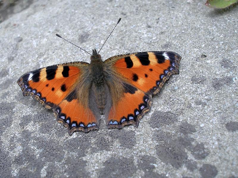 Foto: MOT�L NA KAMENI-L�b�m se v�m ?