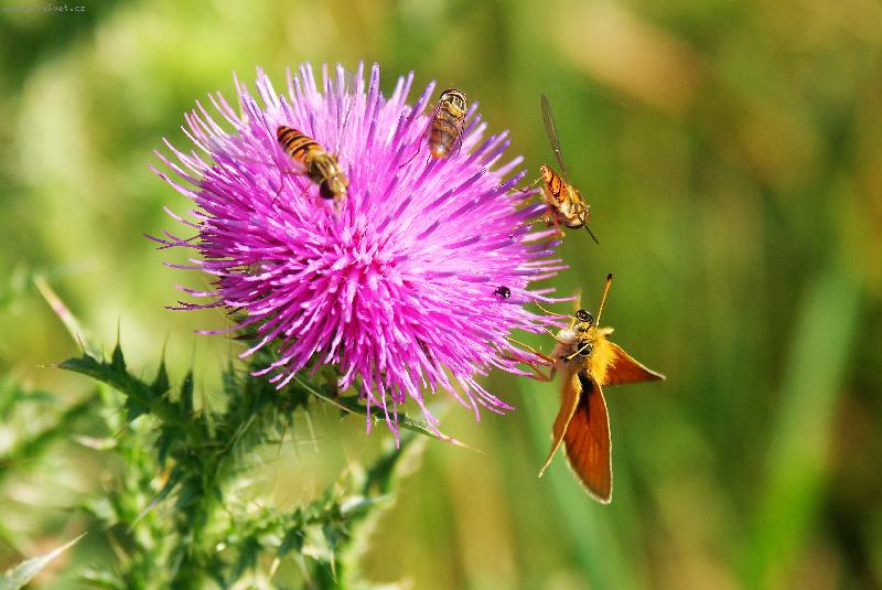 Foto: Bodl�k-Kr�sa bodl�ku