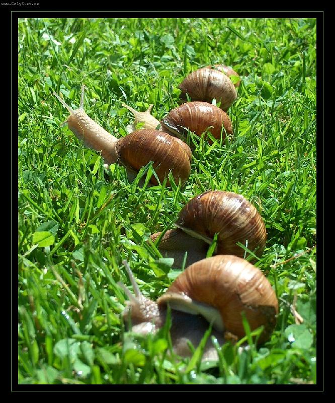 Foto: Z�vod-... po��d tu n�kdo vol� po fotk�ch zv��at v pohybu... po n�jak� akci... tak tady ji m�te :o)))