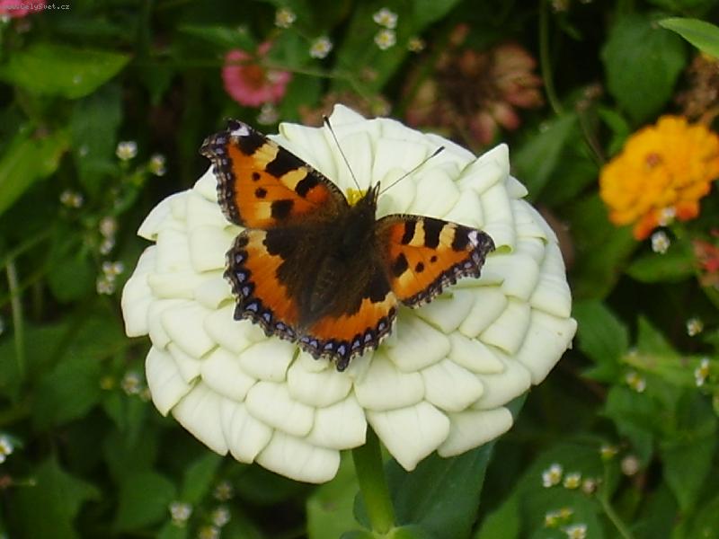 Foto: babo�ka-mot�l na kv�tu cinie