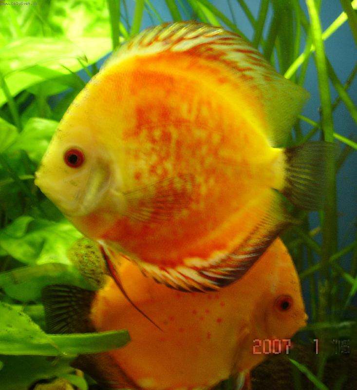 Foto: kuk-n�m� mil��kov�-red discus