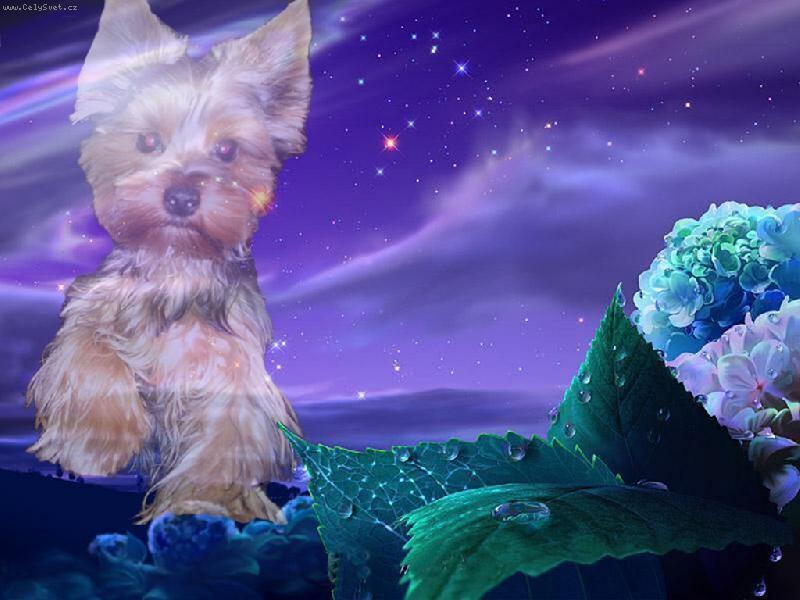 Foto: no�n� jork��rek