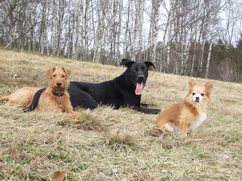 Foto: t�i kamar�di-Jerry, Dyk, CHarlie (zleva)