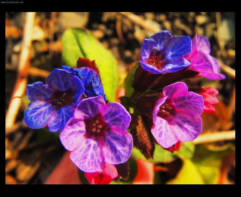 Foto: Lesn� kr�sa-ve Fulneku v lese