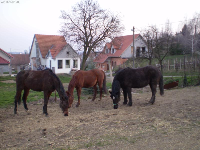 Foto: Bar�a,Pan�a a Nikita-A je po sva�in�!