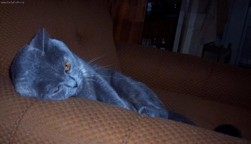 Foto: Unaven� zv���tko-Hodn� ko�i�ka:-)