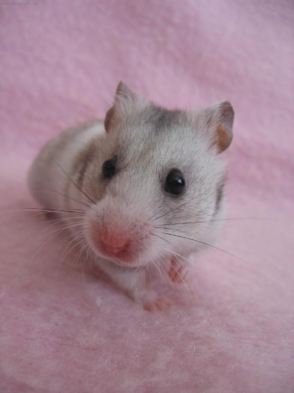 Foto: K�e�ek �ulda-Pozuj�c� k�e�ek zlat� panda