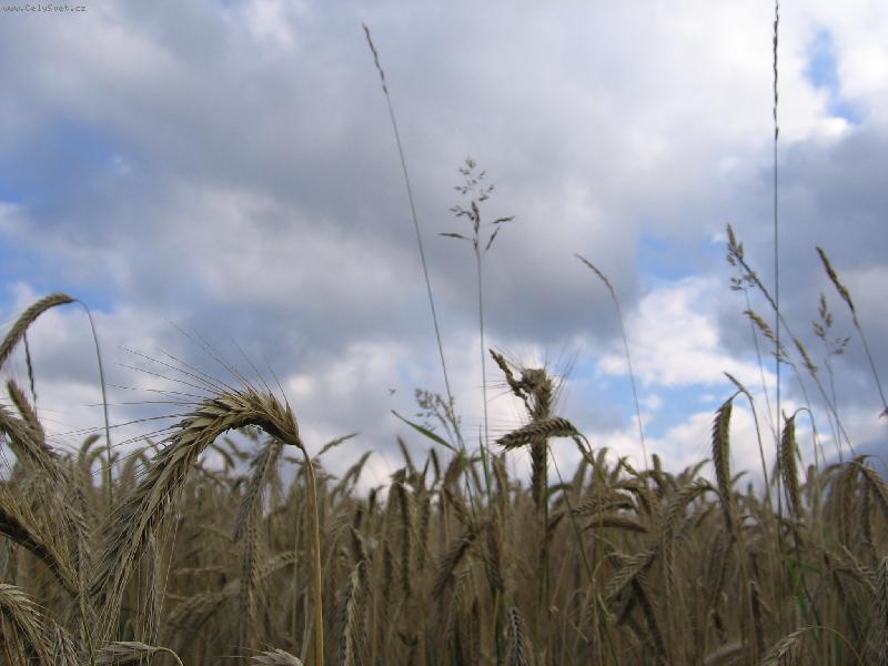 Foto: Zlat� dar-Pohled na sv�t zkrz obil�