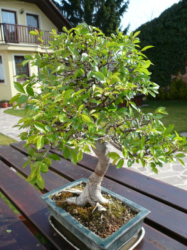 Foto: Probuzen� jara-Tak takhle mi jaro probudilo moji bonsajku!