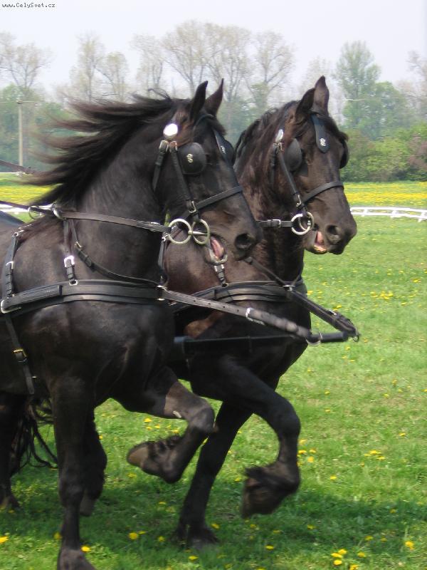 Foto: Fr�sk� elegance-Dva fr�t� h�ebci v z�p�ehu