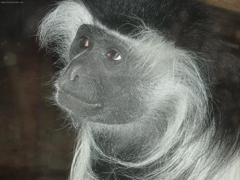 Foto: Zamy�len� tv��-...