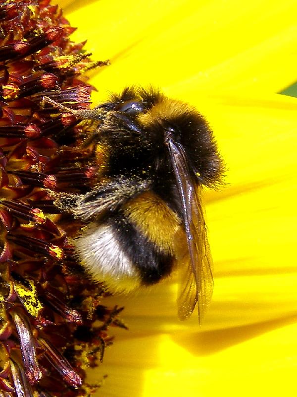 Foto: �mel�k na slune�nici