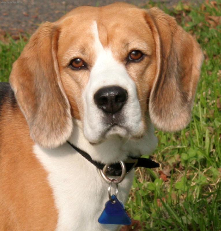 Foto: B�gl�k-Charakter