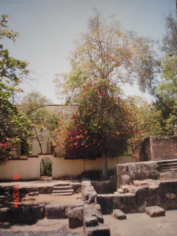 Foto: Strom...-barewnej strom