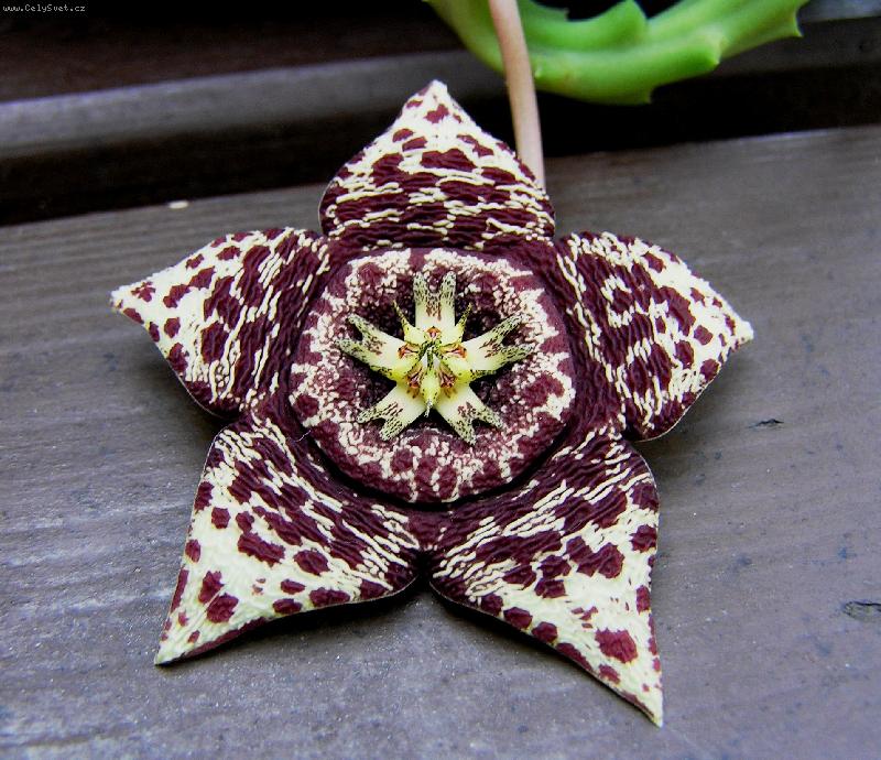 Foto: Kv�t,kter�,ale nevon�!?-Detail kv�tu.