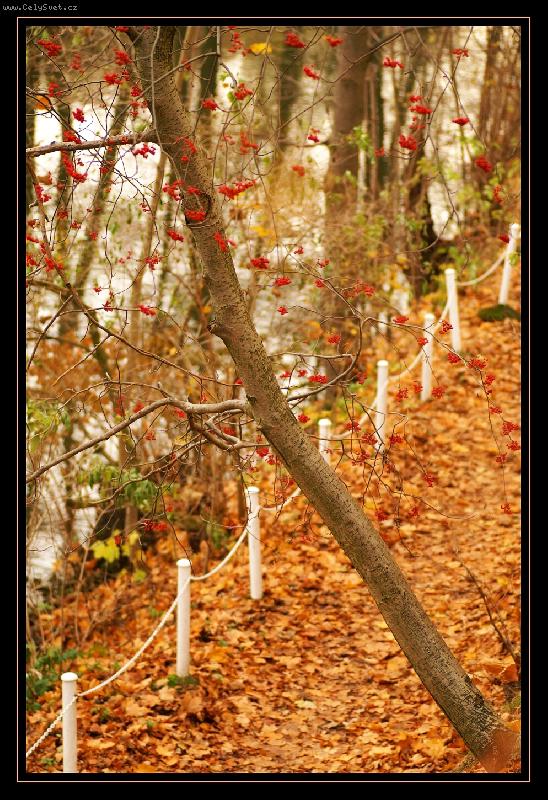 Foto: ... z jedn� podzimn� proch�zky ...-No j� v�m, �e pr�v� za�alo jaro, ale kdy� u� jsem tu fotku vy�trachala...