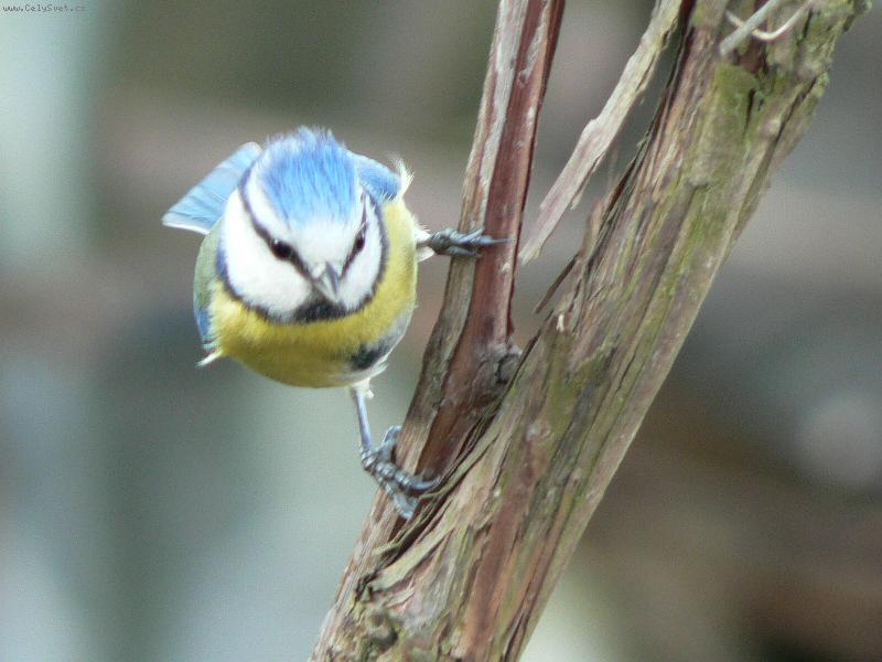 Foto: zv�dav� s�korka-a ani j� nevadilo, �e fot�m s ko�kou na rameni 3 metry od n�:-)