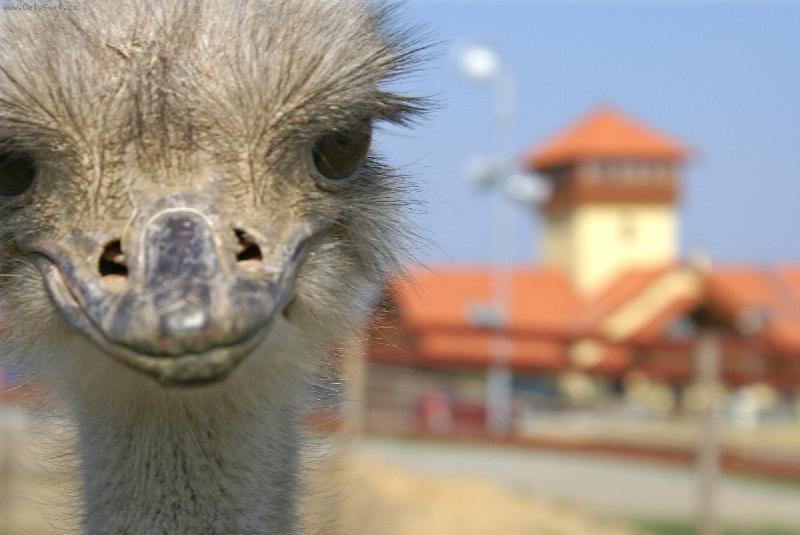 Foto: P�tros-Farma B.Pol�vky