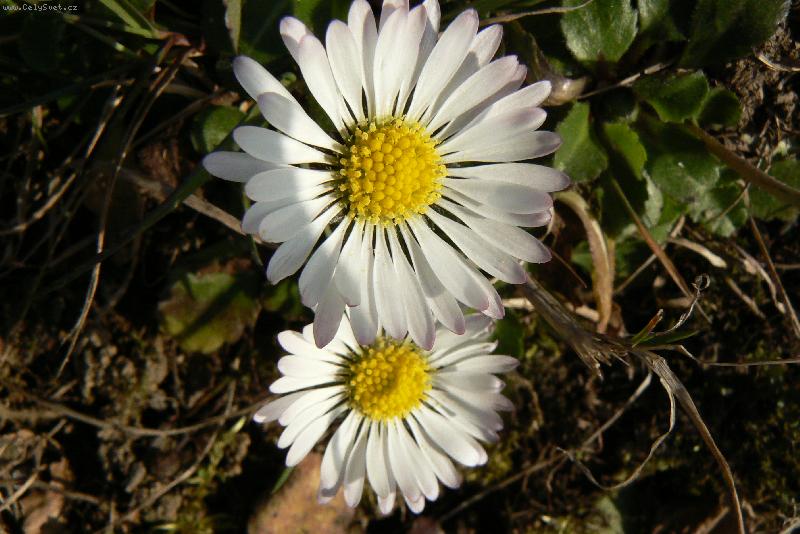 Foto: sedmikr�ska-jarn� pozdrav z horsk� krajiny