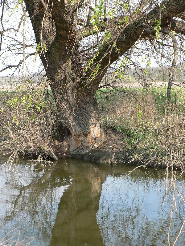 Foto: D�lo bobra-Ochran��i m� nep�esv�d��, �e bobra je nutno chr�nit,takhle u n�s u� za�valo hromadu kr�sn�ch a star�ch strom� z Lednick�ho parku a zbyte�n�