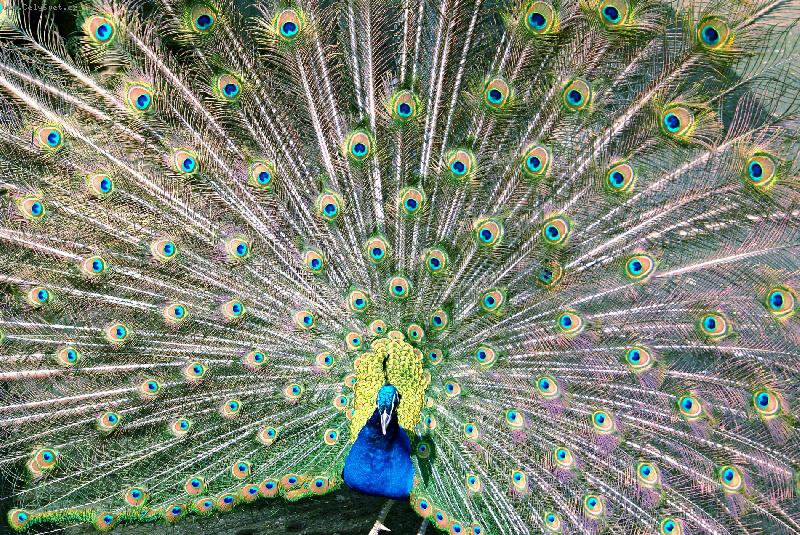 Foto: Mach�rek p�v